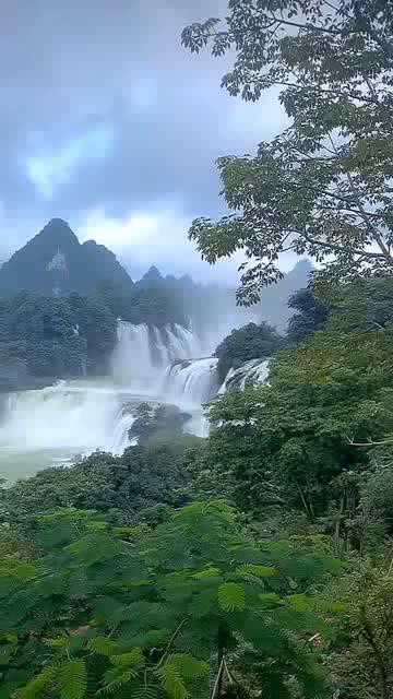 卡通考拉救援